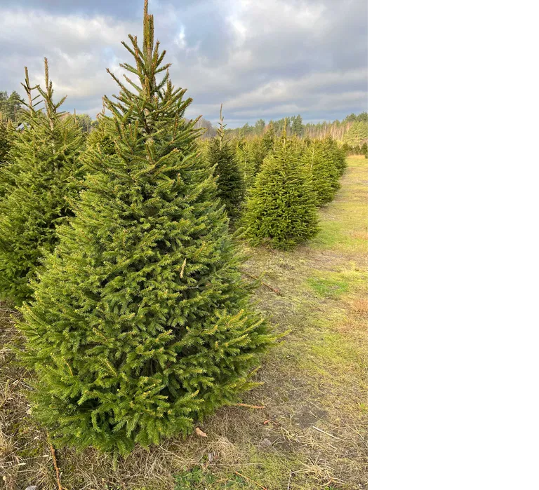 Choinki prosto z  własnej plantacji Rębków - zdjęcie 5