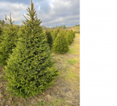 Choinki prosto z  własnej plantacji Rębków - zdjęcie 5