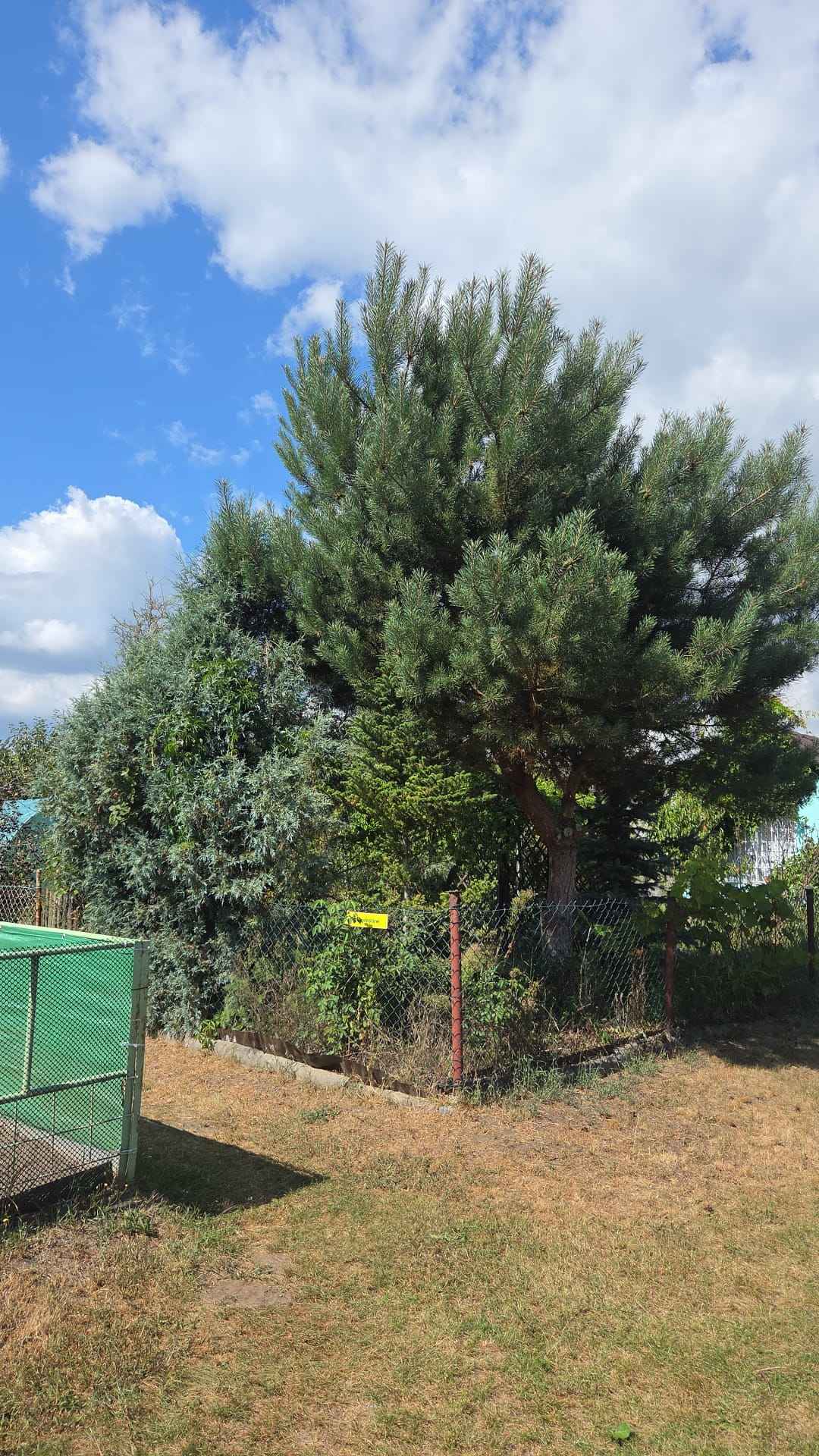 Działka ROD z murowaną altaną Kędzierzyn-Koźle - zdjęcie 5