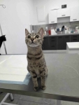 Rysia - 9 miesięczna koteczka do adopcji Olsztyn - zdjęcie 3