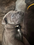 Cane Corso szukają domku Hel - zdjęcie 5