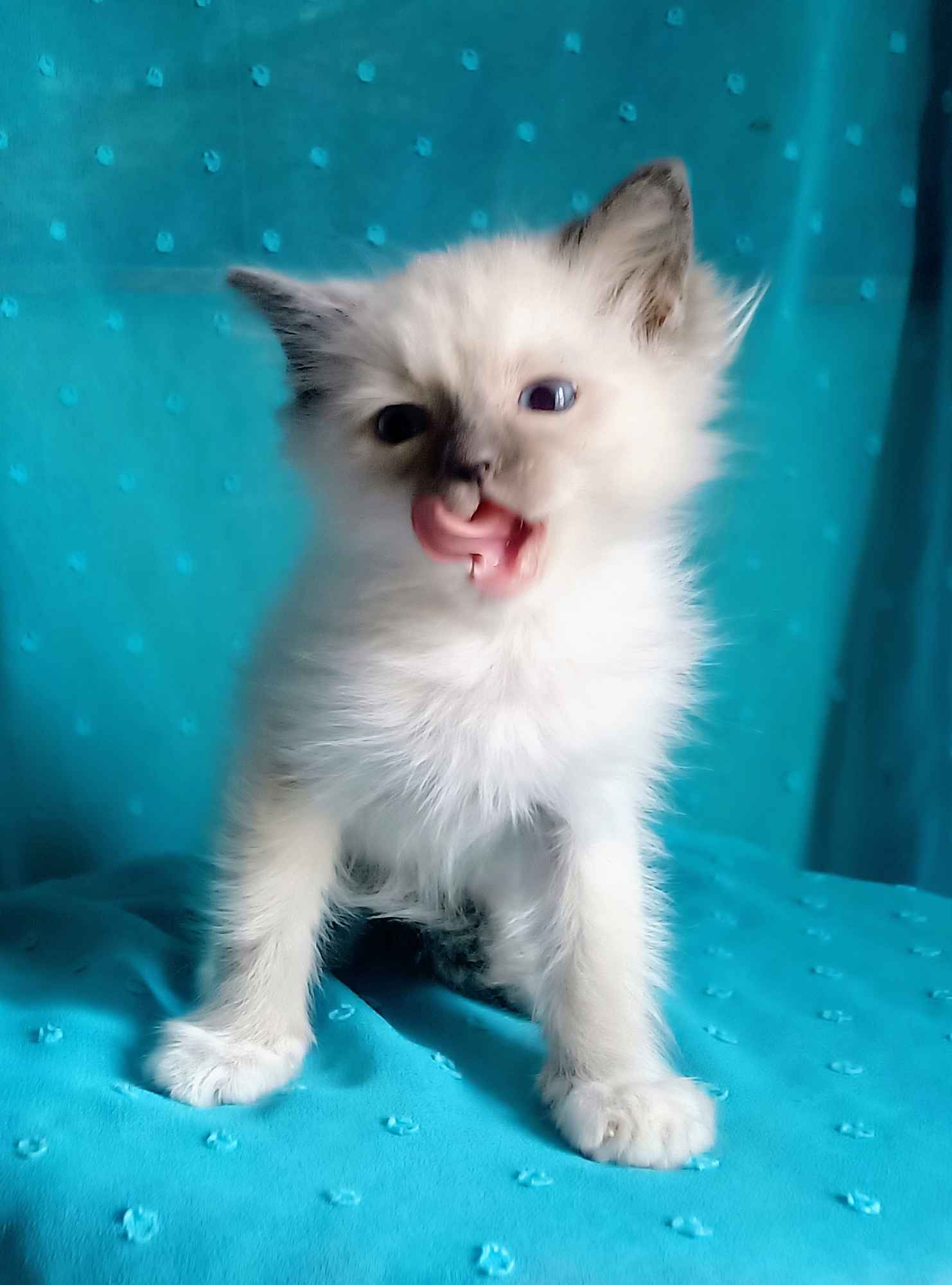 Kocurek Ragdoll z rodowodem i wyprawką Górna - zdjęcie 6