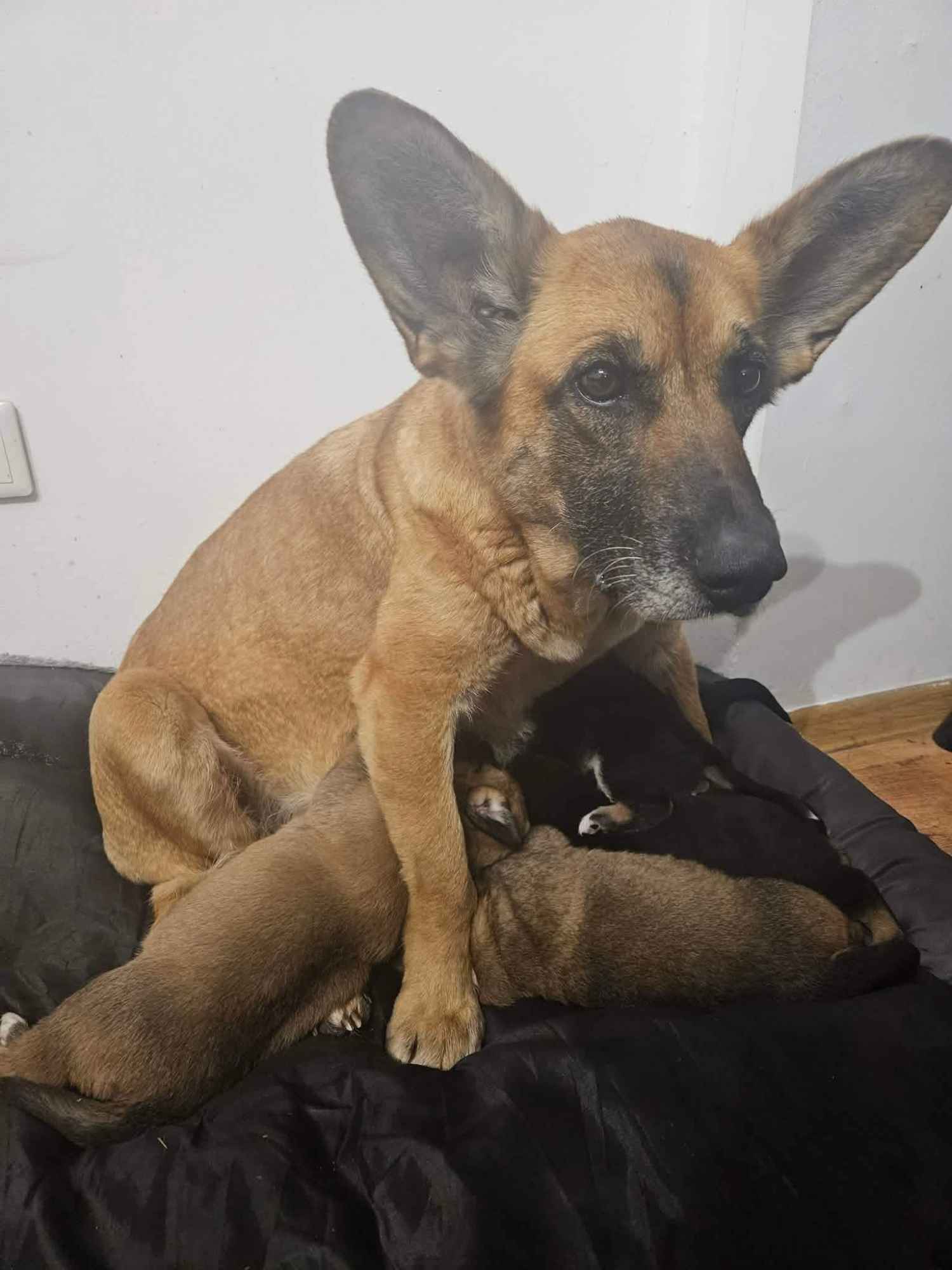 Fiona - nieduża, rodzinna, niekonfliktowa sunia! Olsztyn - zdjęcie 3