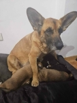 Fiona - nieduża, rodzinna, niekonfliktowa sunia! Olsztyn - zdjęcie 3
