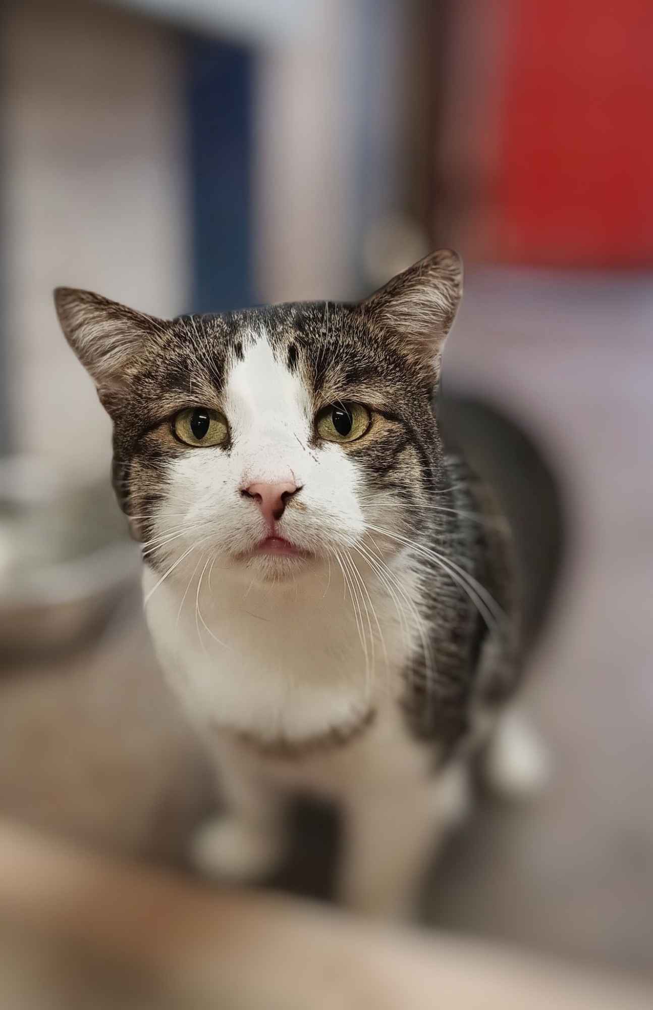 Kibo - roztopi nawet najtwardsze serca! Olsztyn - zdjęcie 1