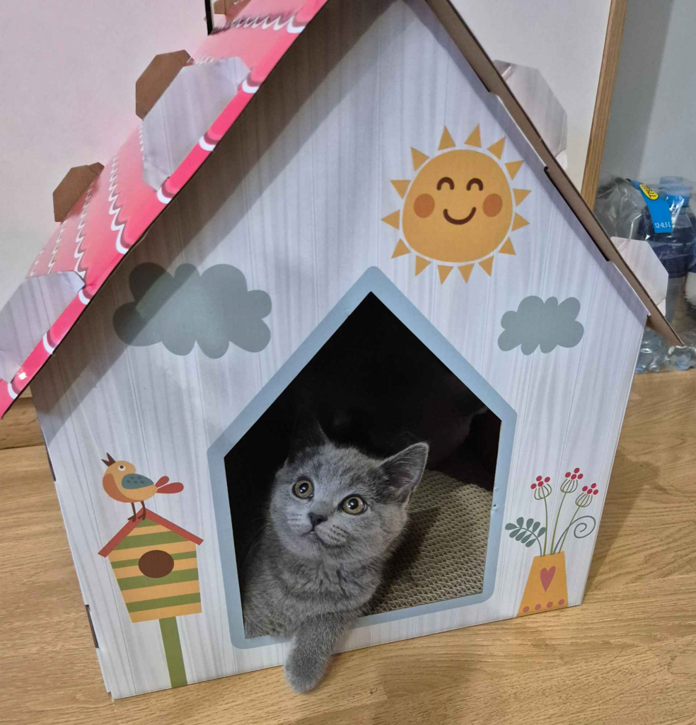 Brytyjska kotka z rodowodem Nowy Targ - zdjęcie 3