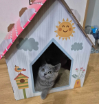 Brytyjska kotka z rodowodem Nowy Targ - zdjęcie 3