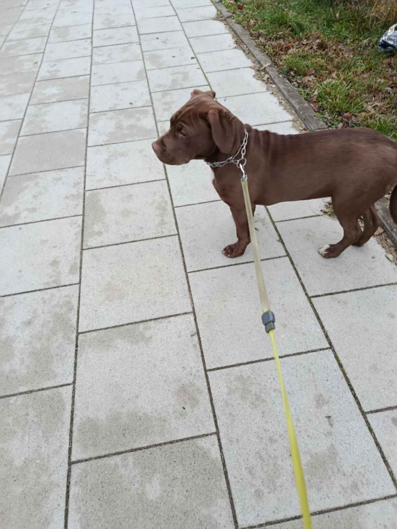 Oddam psa Płock - zdjęcie 2