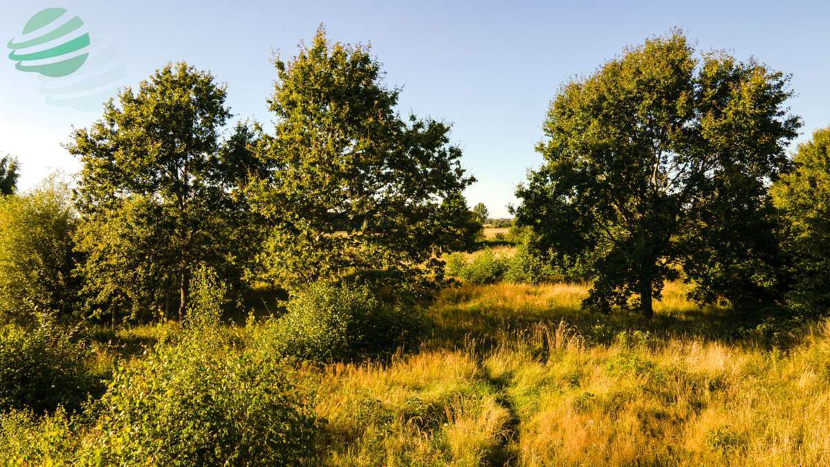 Działka budowlana 1302 m² z pozwoleniem na budowę Rusko - zdjęcie 12