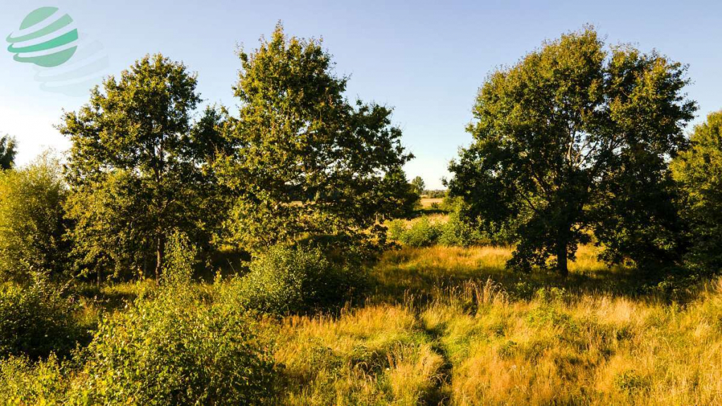 Działka budowlana 1302 m² z pozwoleniem na budowę Rusko - zdjęcie 12