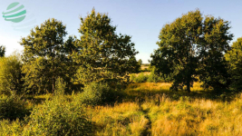 Działka budowlana 1302 m² z pozwoleniem na budowę Rusko - zdjęcie 12