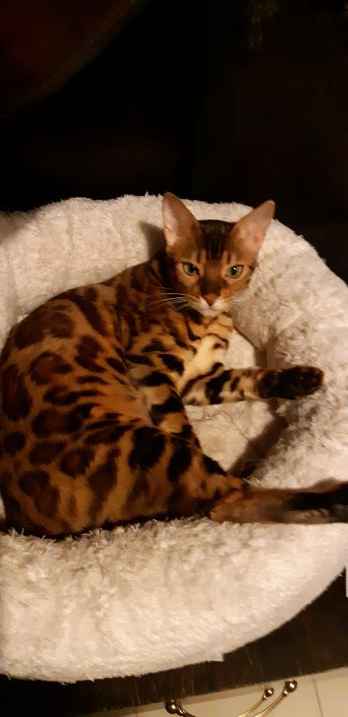 Bengalski Kot - są śliczne rozetowe kocięta Bemowo - zdjęcie 3