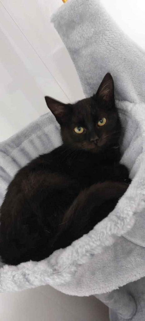 Kusy - najsmutniejsze kocię w schronisku! Olsztyn - zdjęcie 3