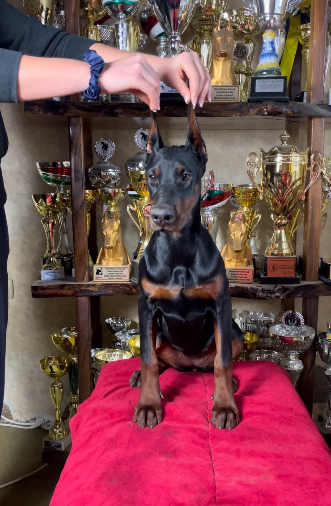 Dobermann Puppy Bemowo - zdjęcie 1