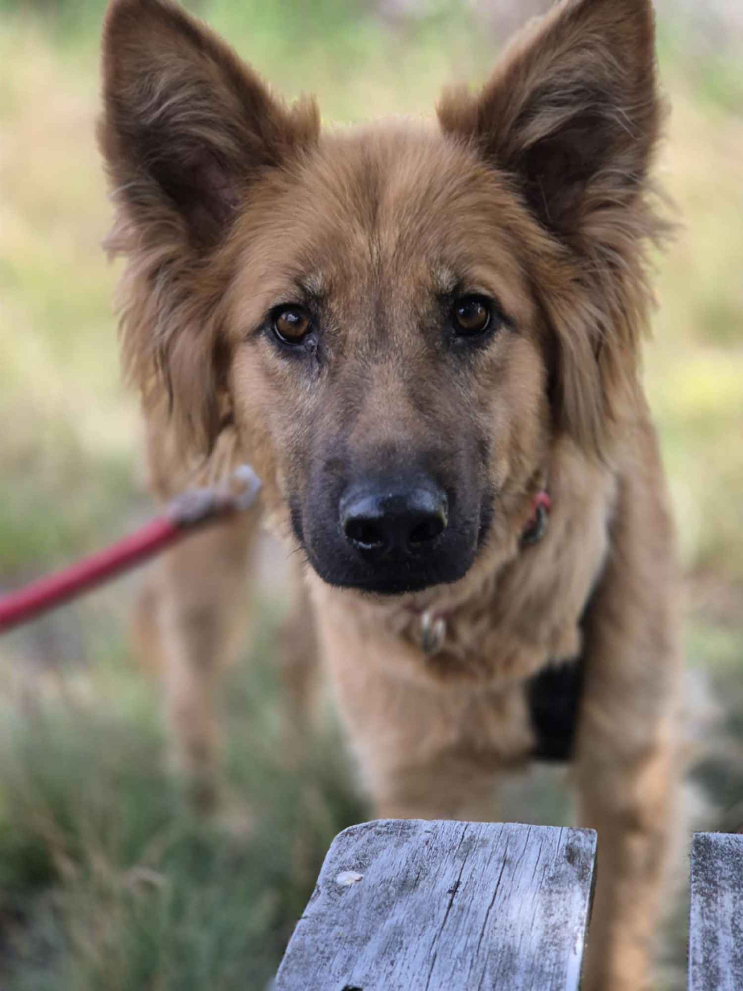 Bella - złotowłosa piękność, mądra, wesoła sunia do pokochania Olsztyn - zdjęcie 1