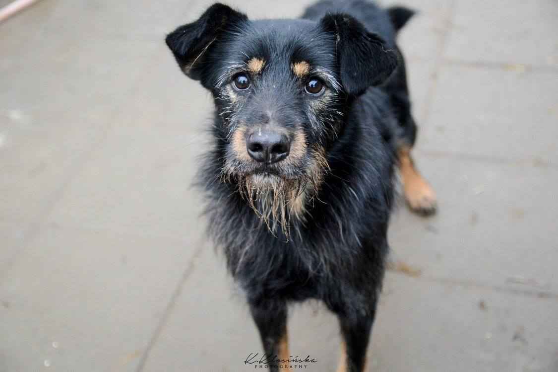 Disel - cudny, nieśmiały terrierek szuka domu! Olsztyn - zdjęcie 4