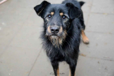 Disel - cudny, nieśmiały terrierek szuka domu! Olsztyn - zdjęcie 4