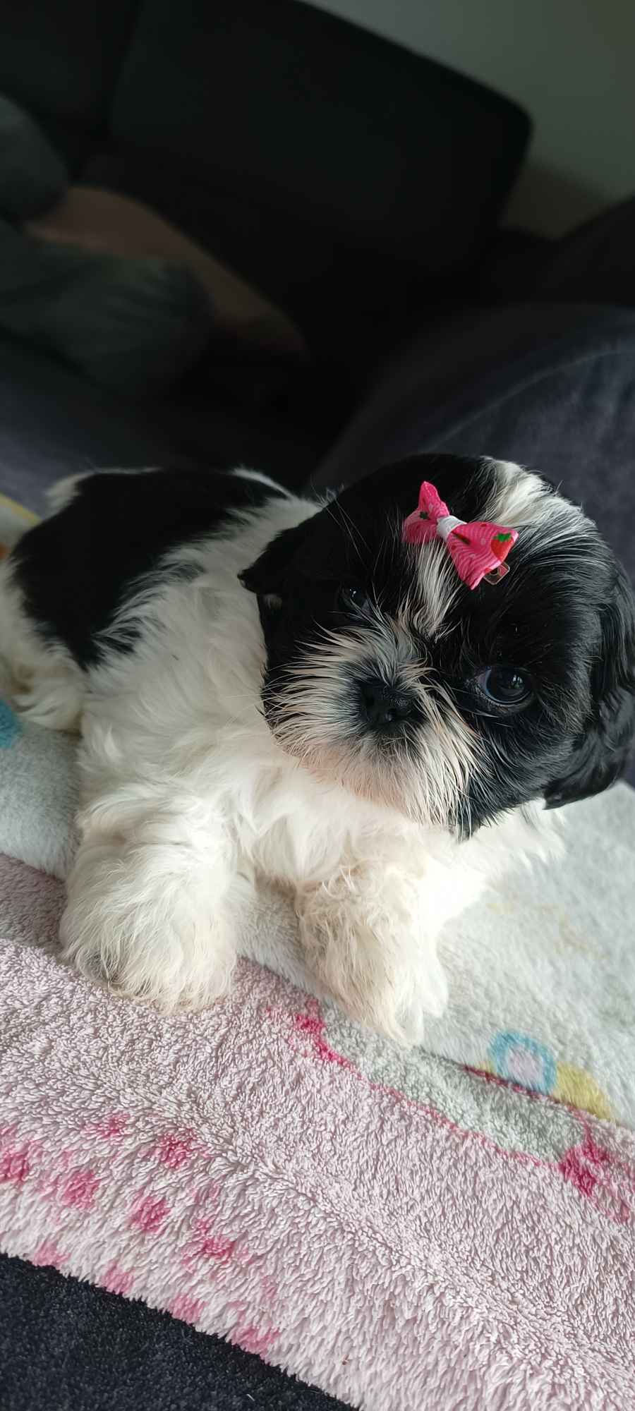 Shih tzu szczeniaki Milicz - zdjęcie 4