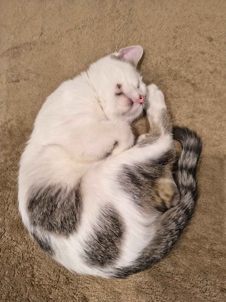 Olinek - słodki 4 miesięczny kociak do pokochania Olsztyn - zdjęcie 2