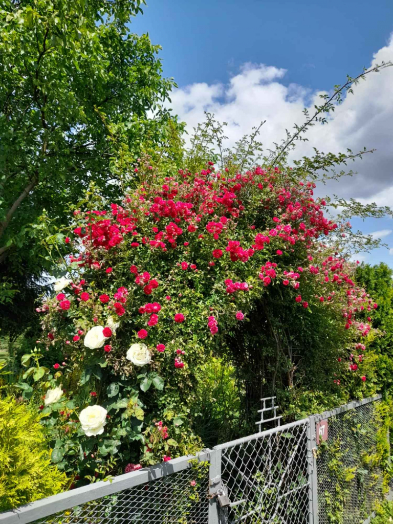 Działka ROD Tarnów - zdjęcie 3