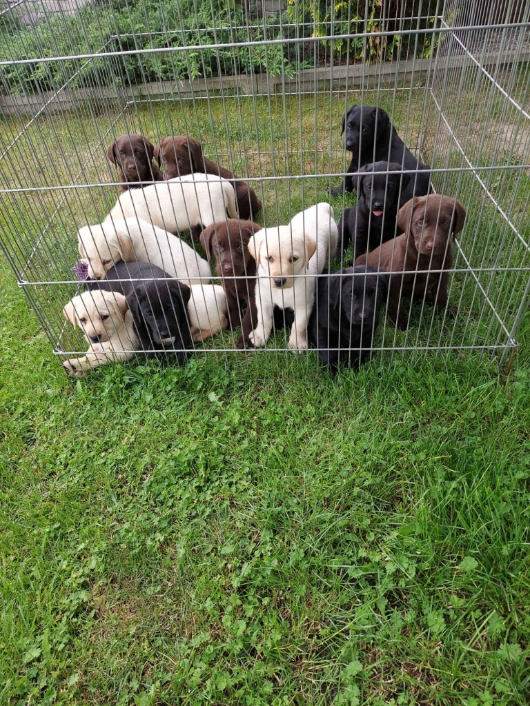 Labrador retriever Tarnów - zdjęcie 4