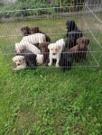 Labrador retriever Tarnów - zdjęcie 4