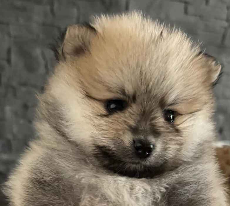 Szpic miniaturowy pomeranian Radomsko - zdjęcie 2