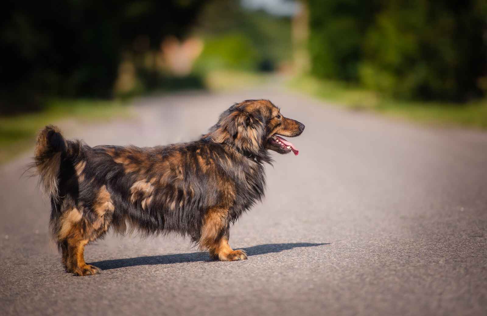 Usio - cudowny, łagodny, wyjątkowy psiak! Olsztyn - zdjęcie 3