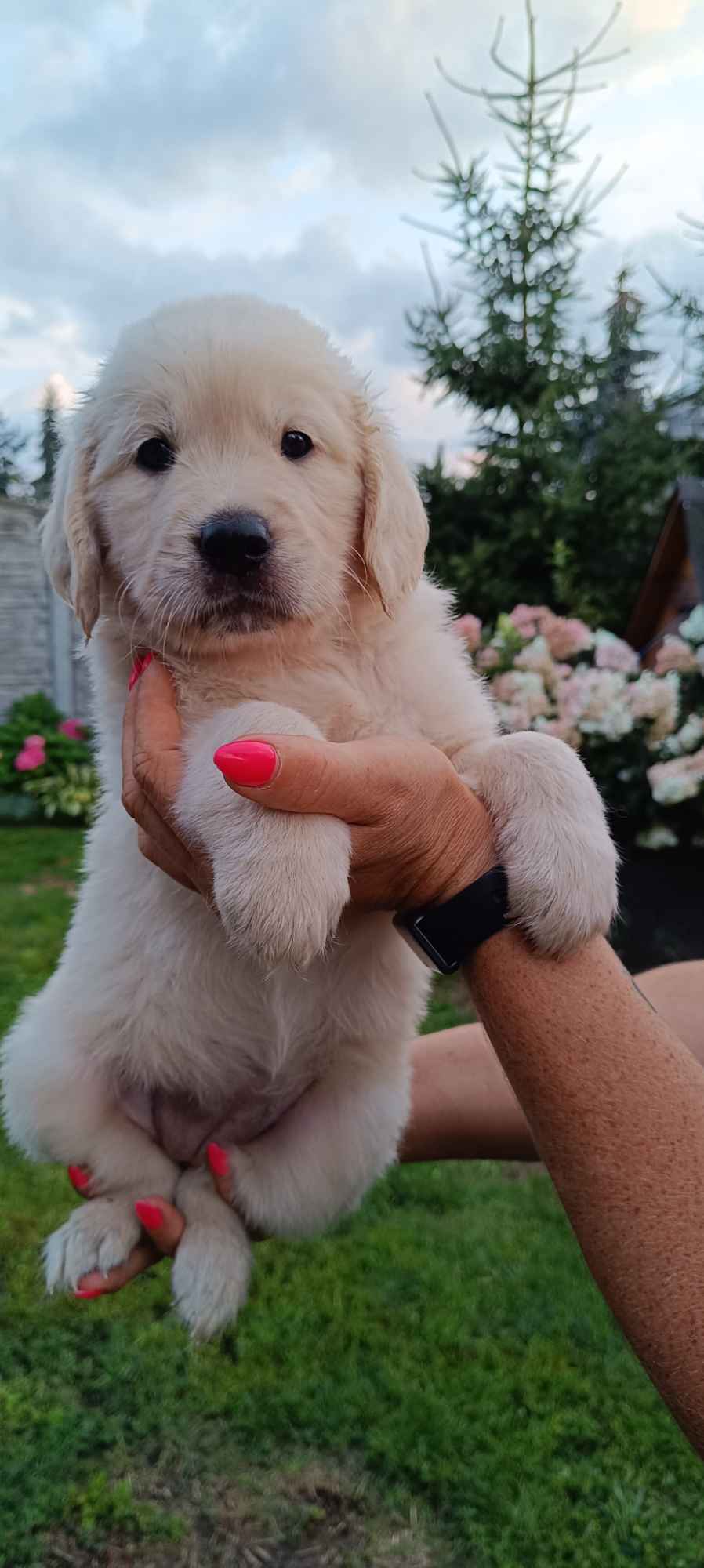 Golden Retriever odbiór początek sierpnia Rakoniewice - zdjęcie 4