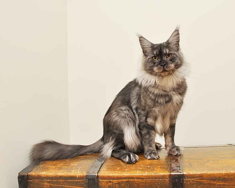 Prześliczny kocurek o rzadkim umaszczeniu Rodowód PZF/WCF Białystok - zdjęcie 10