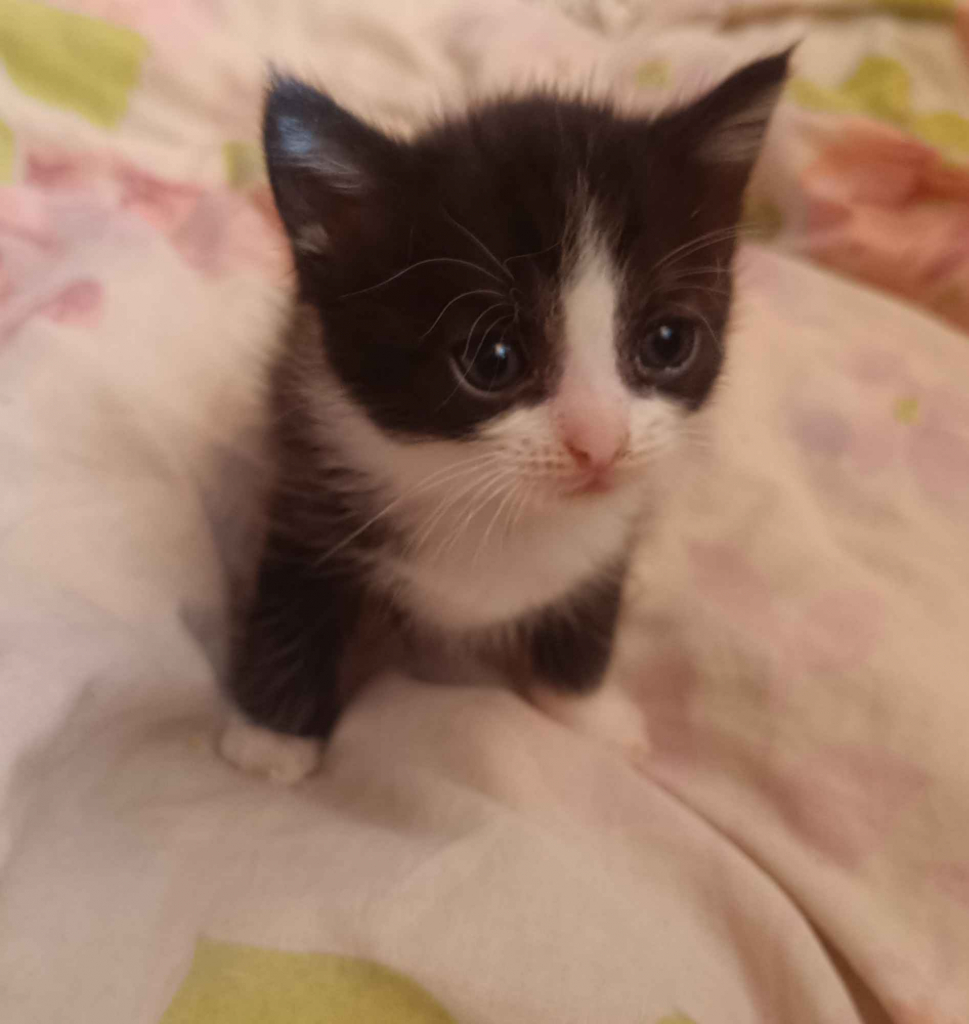 Kotki do oddania Wysoka Głogowska - zdjęcie 1