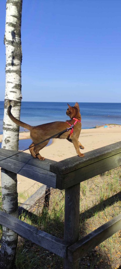 Клубные абиссинские котята Bemowo - zdjęcie 4