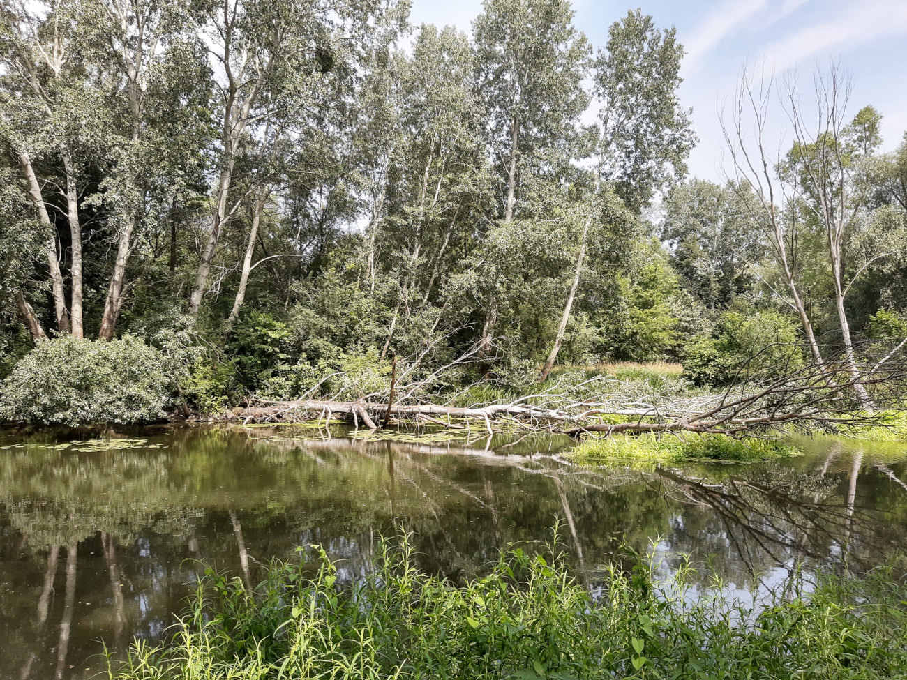 Mieszknie 1 pokojowe z ogrodem, zielonej/ ul.Krakowska, Krzyki Wrocław Wrocław - zdjęcie 6