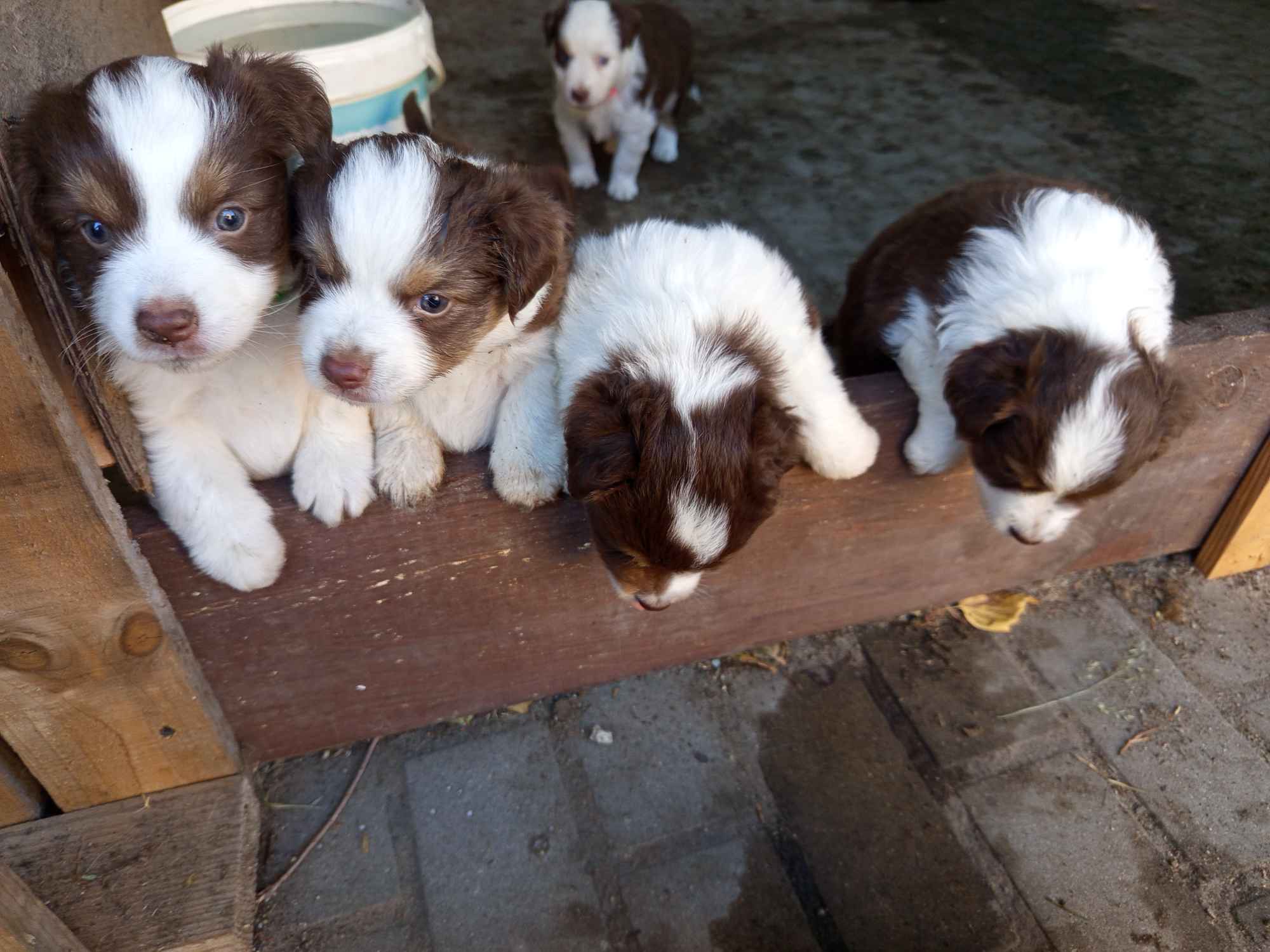 MAS Miniaturowy Owczarek Amerykański Łomża - zdjęcie 3