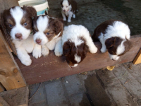 MAS Miniaturowy Owczarek Amerykański Łomża - zdjęcie 3