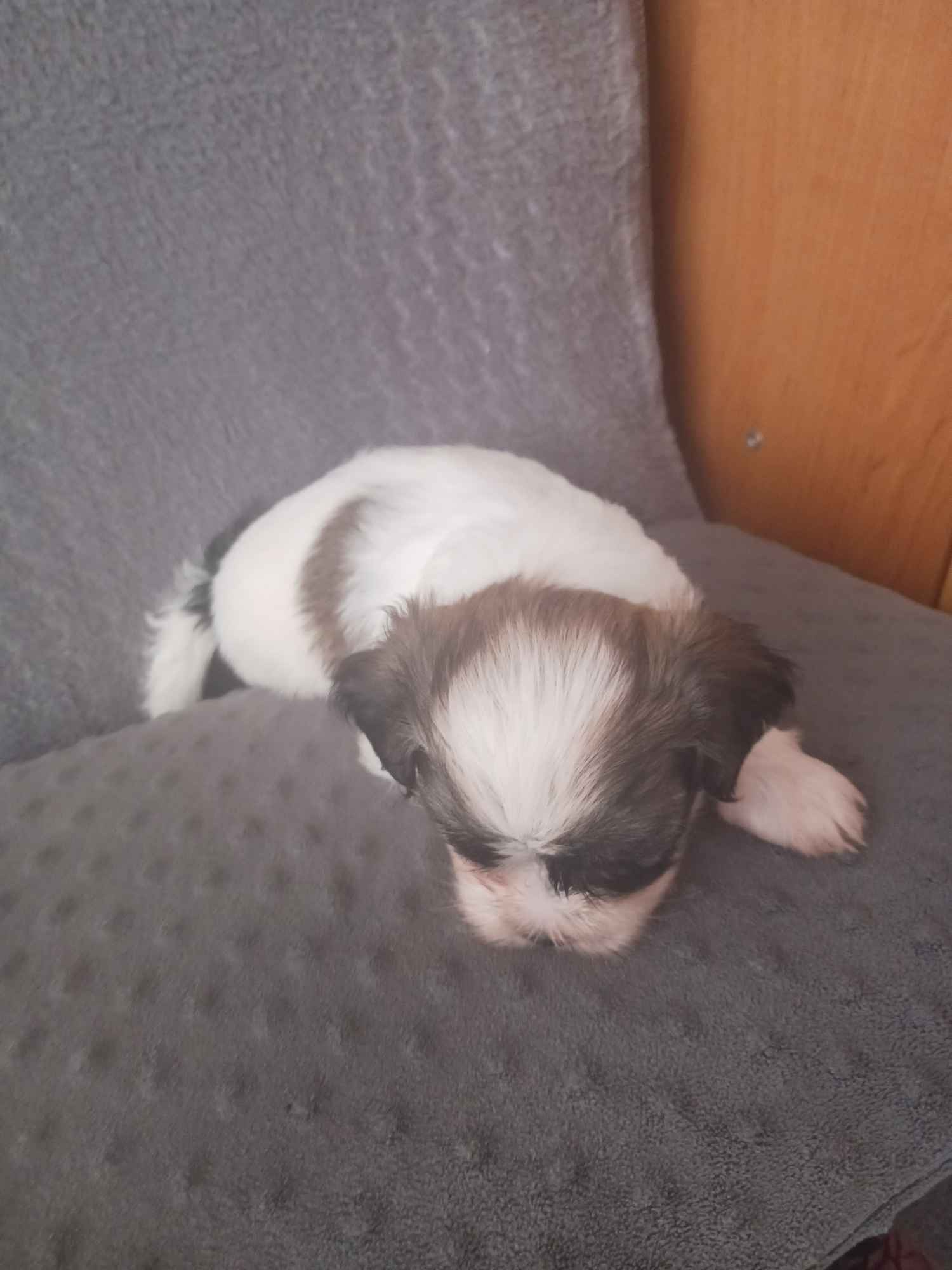 Piesek shih-tzu Śródmieście - zdjęcie 4