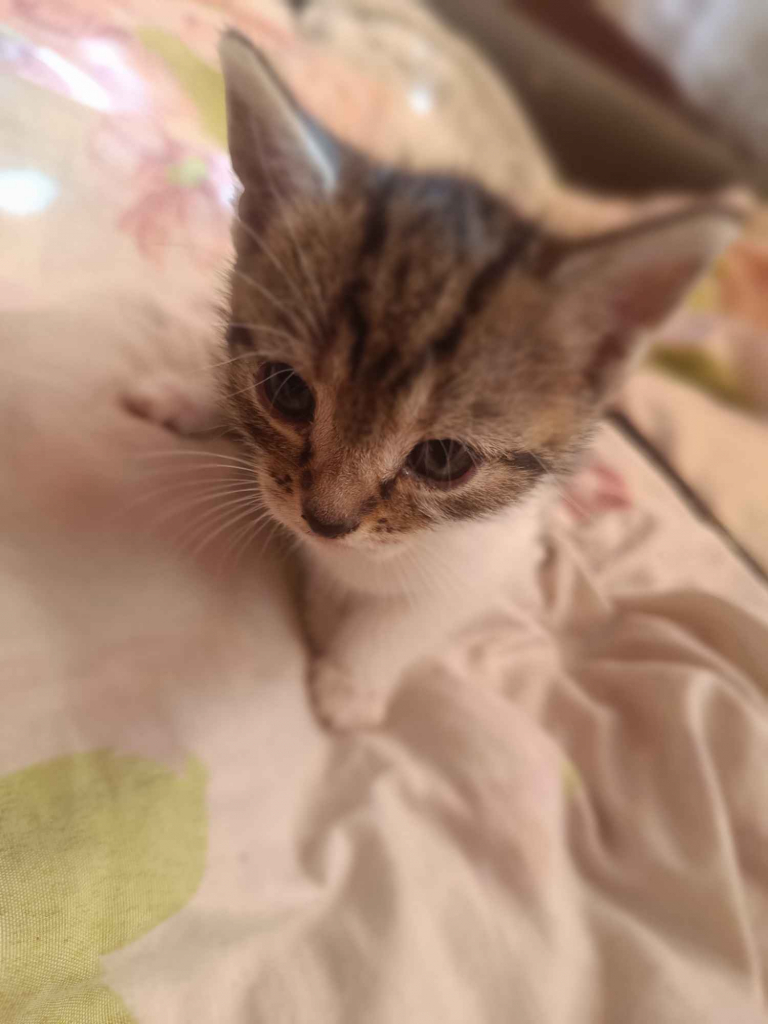 Kotki do oddania Wysoka Głogowska - zdjęcie 9