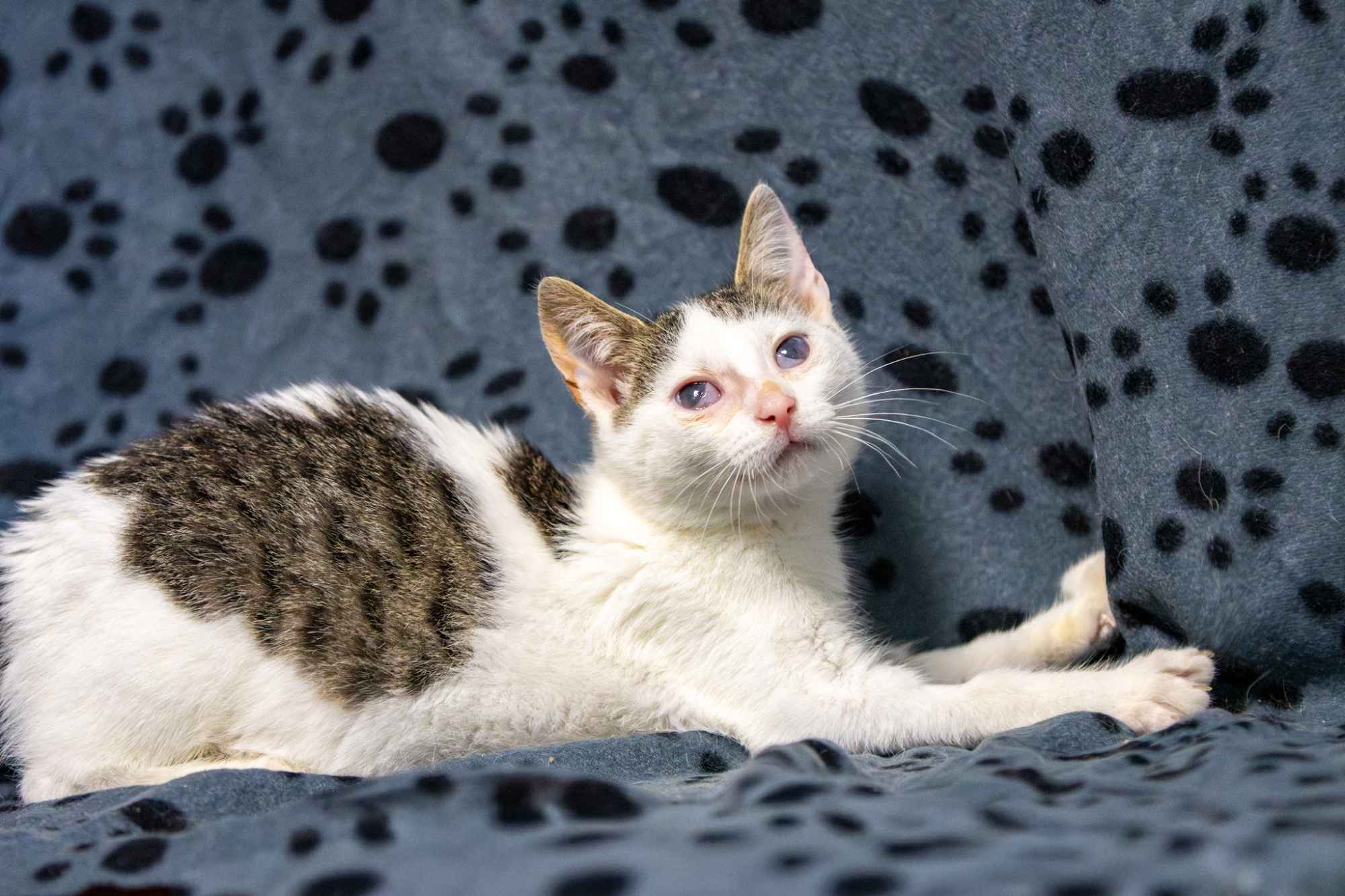 Dwa urocze, wesołe kocięta szukają domów! Olsztyn - zdjęcie 3