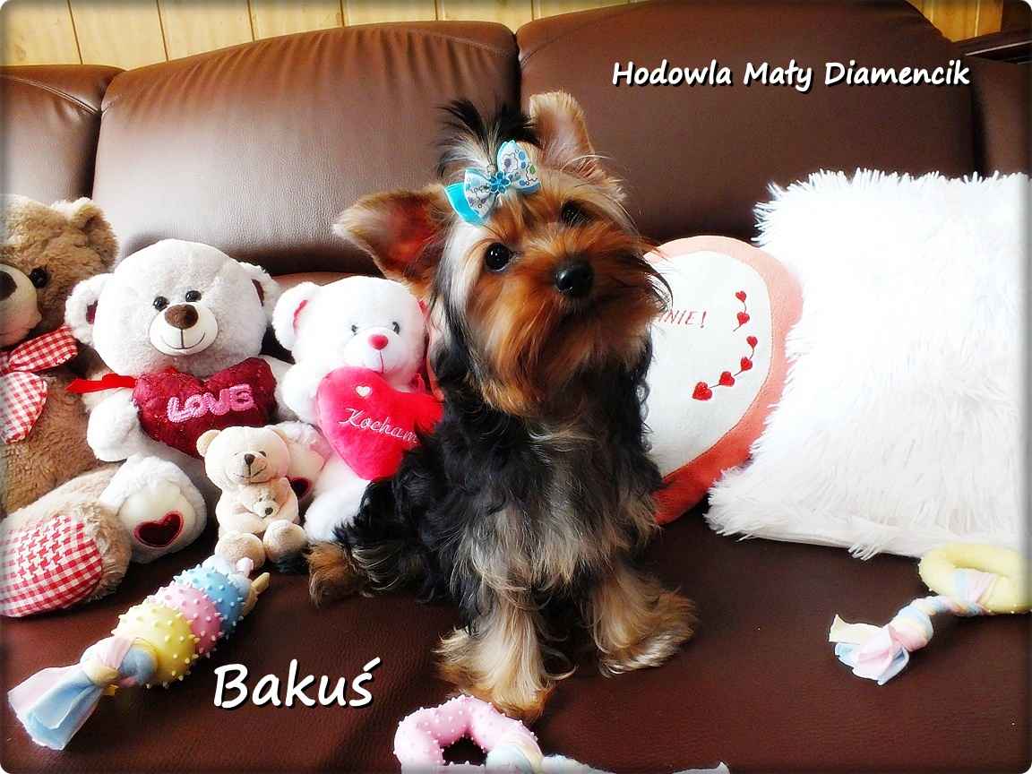 Yorkshire Terrier York piesek Bakuś szczeniaczek 4-miesięczny Rodowód Żary - zdjęcie 3