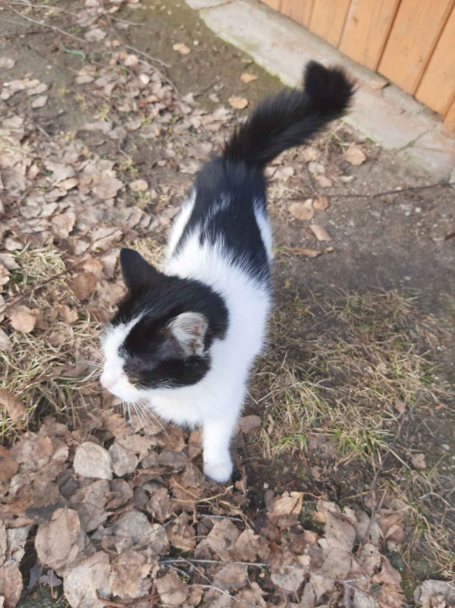 oddam w dobre ręce kocięta Płońsk - zdjęcie 1