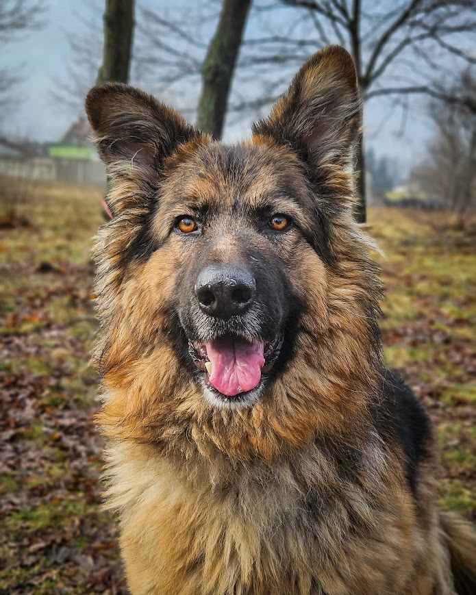 Niesamowicie piękny, charakterny pies szuka doświadczonego opiekuna! Białołęka - zdjęcie 7