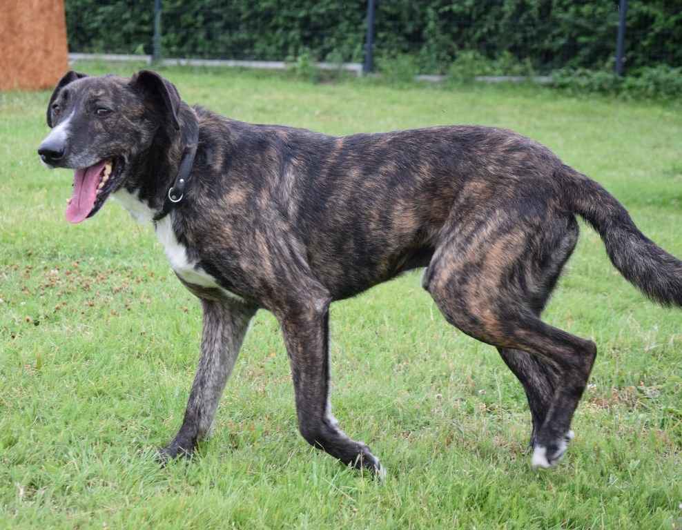 CZESTER wrażliwy, kochany piesek szuka domu Częstochowa - zdjęcie 2