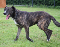 CZESTER wrażliwy, kochany piesek szuka domu Częstochowa - zdjęcie 2