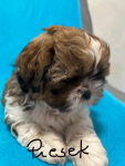 Hodowla psów rasowych Shihtzu Psie Pole - zdjęcie 1