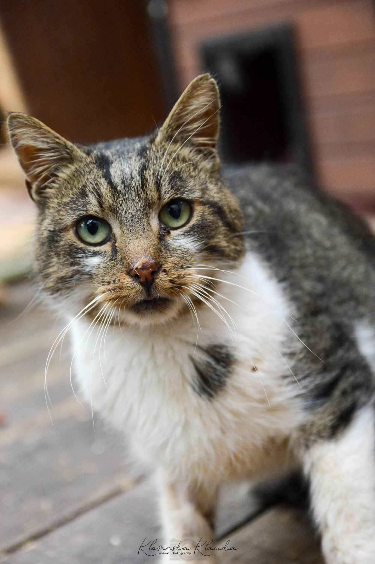 Lolek - ciekawski, fajny kocur szuka domu! Olsztyn - zdjęcie 1