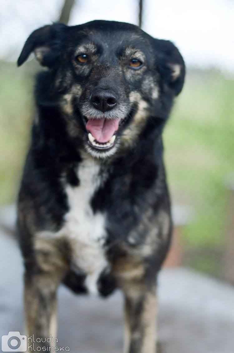 Megi i Pegi, cudowne siostry BŁAGAJĄ o dom! Olsztyn - zdjęcie 3