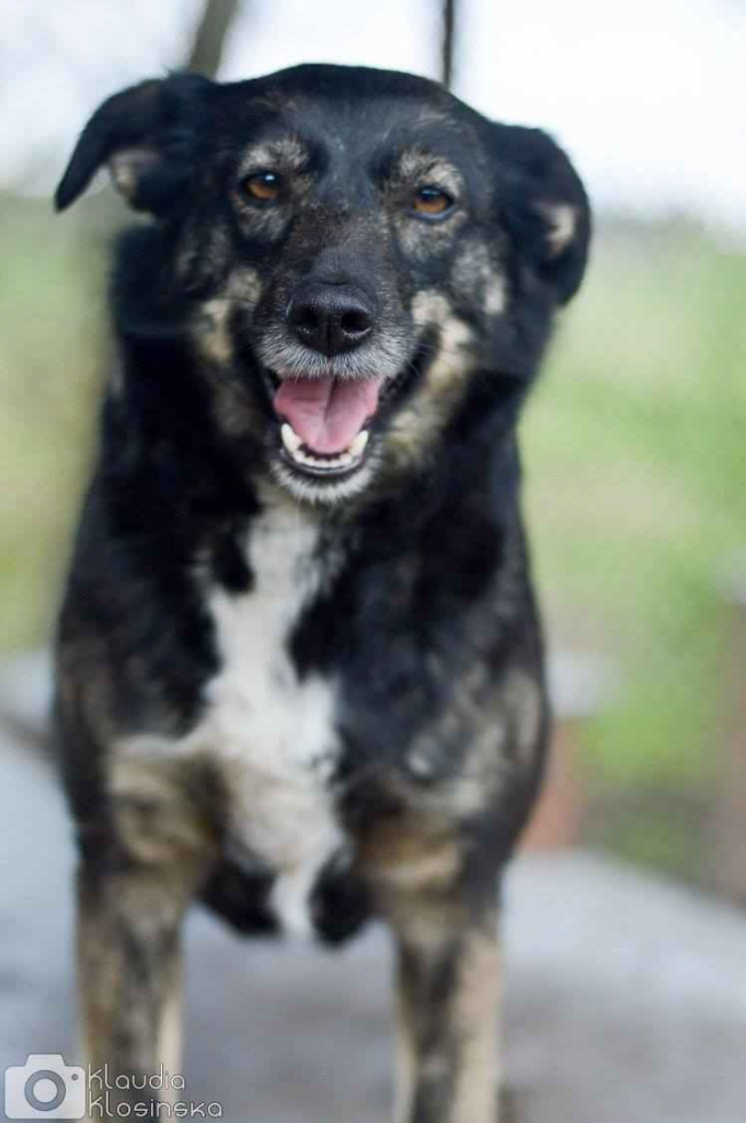 Megi i Pegi, cudowne siostry BŁAGAJĄ o dom! Olsztyn - zdjęcie 3