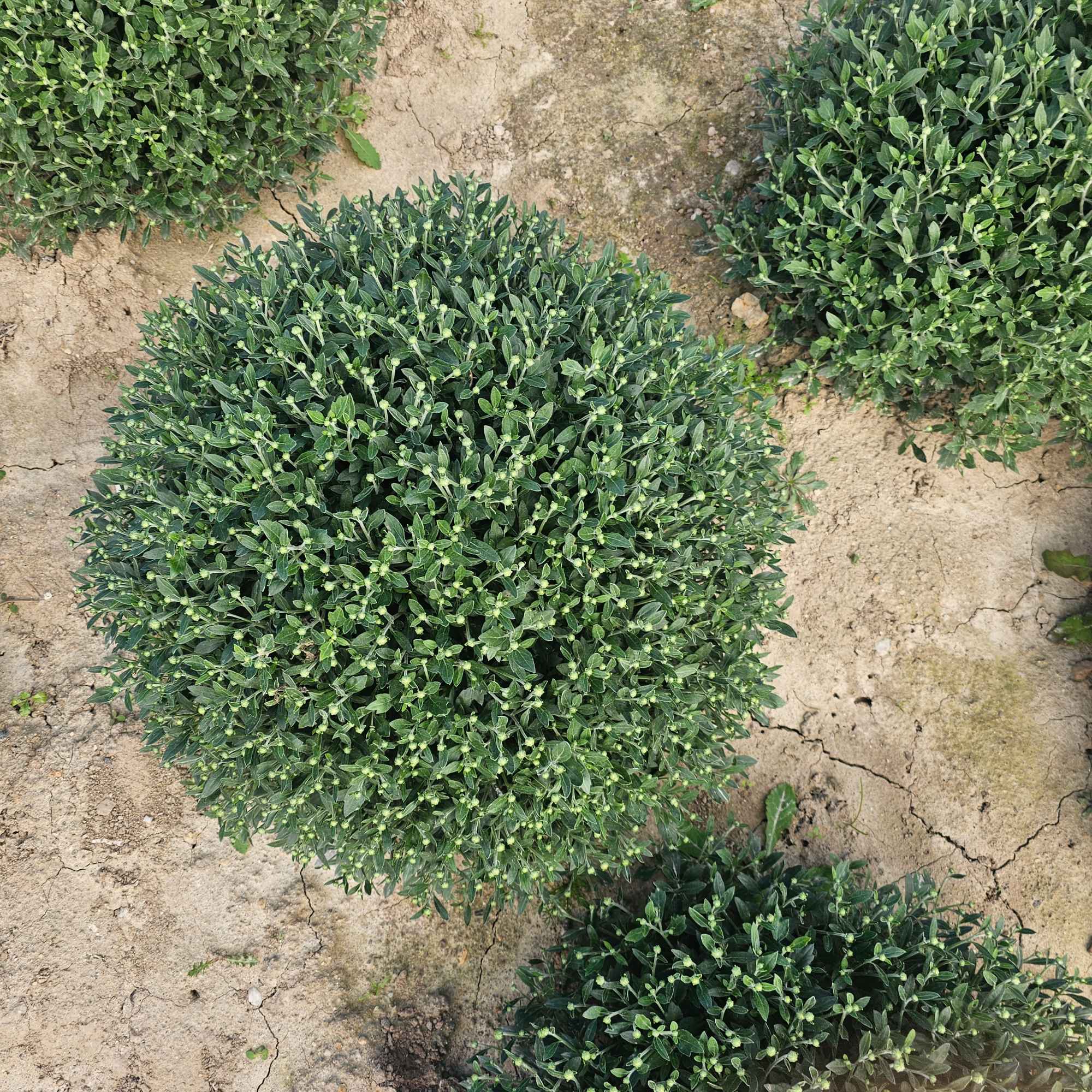 Chryzantemy Udanin - zdjęcie 7