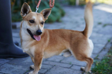 Radosny, młody Figo, pokochaj! Olsztyn - zdjęcie 3