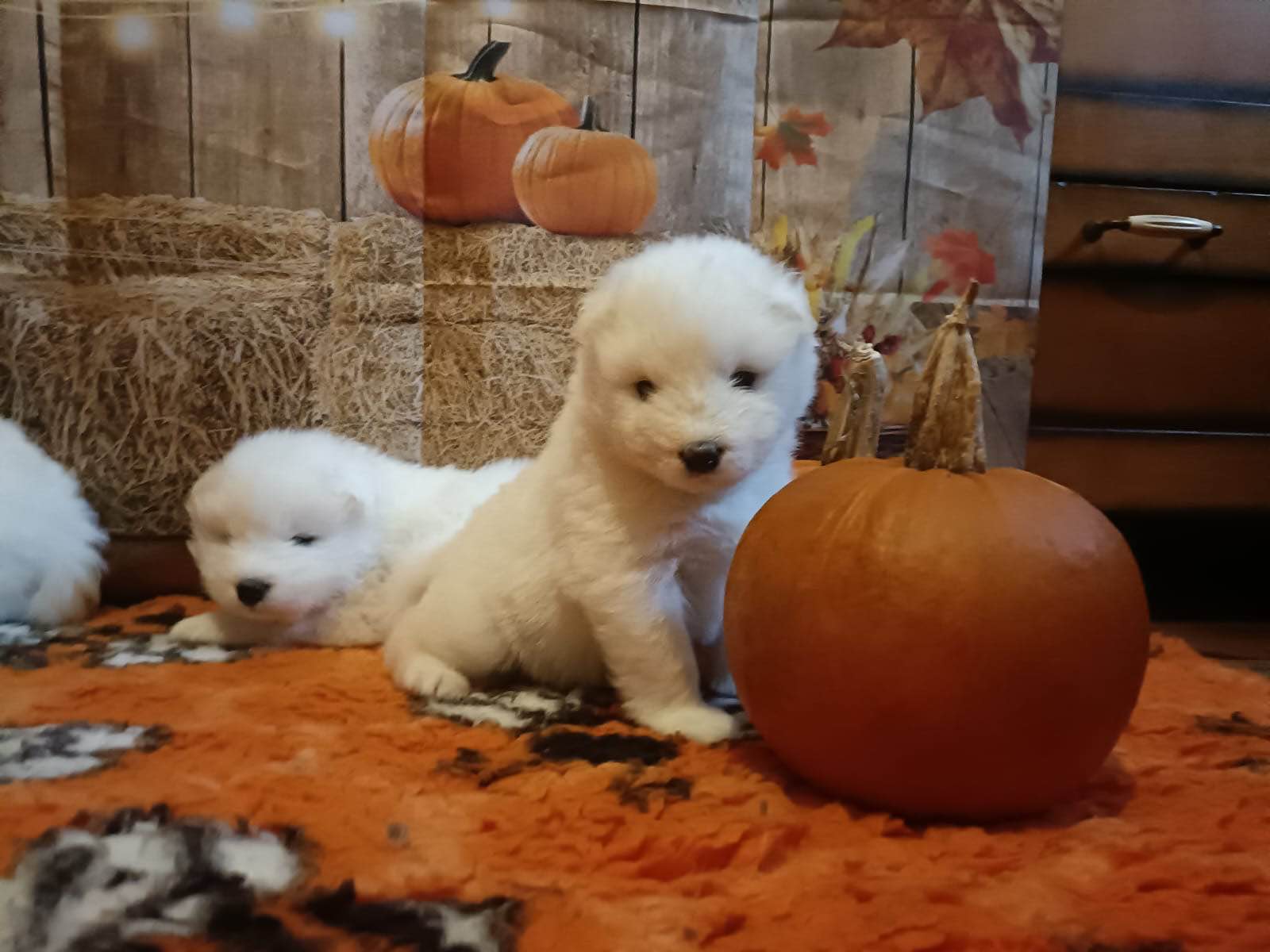 Rasowe szczeniaki samoyed Bukowno - zdjęcie 5